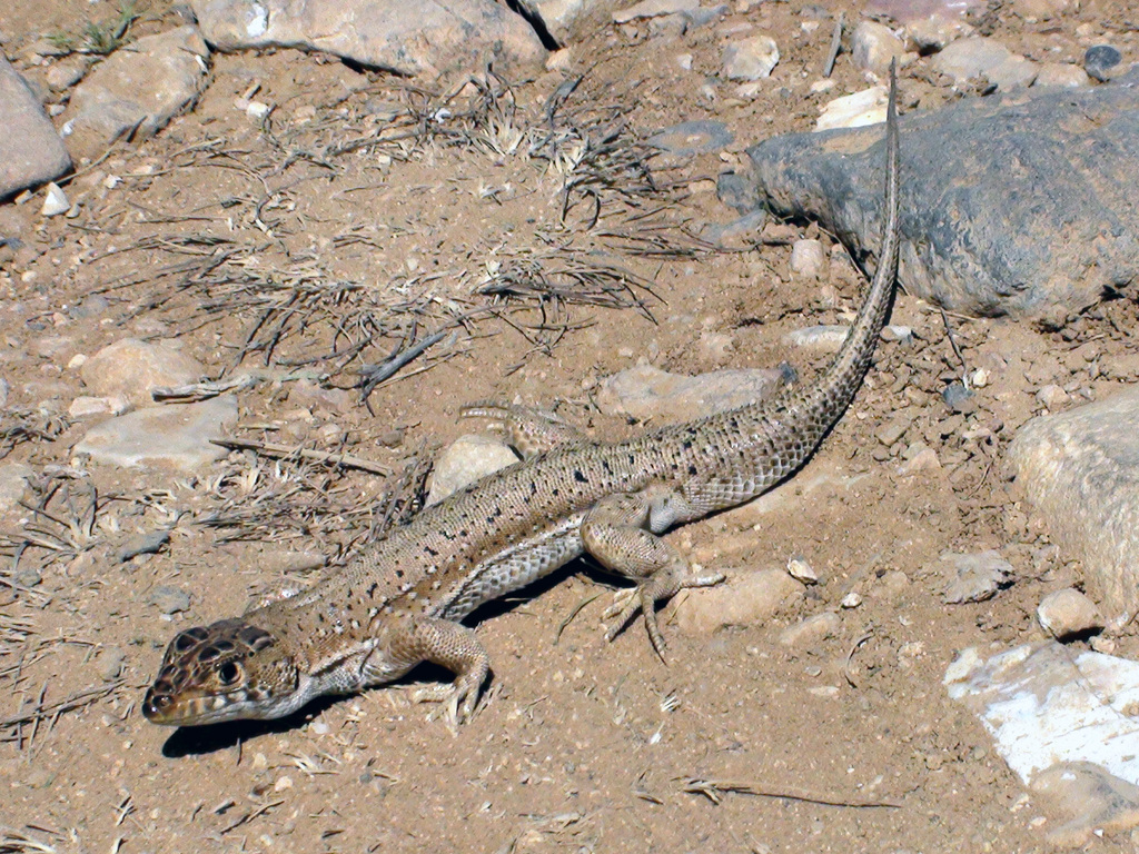 Lebanon Fringe-Fingered Lizard