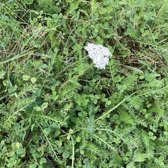 Achillea millefolium image