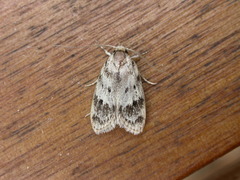 Oecophorinae