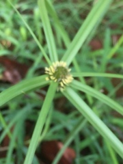Cyperus aromaticus