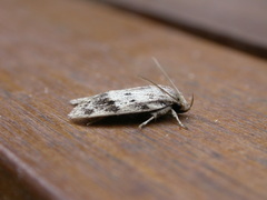 Oecophorinae