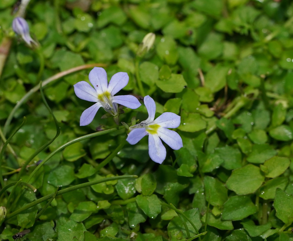 Lobelia pachytricha
