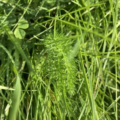 Achillea millefolium image