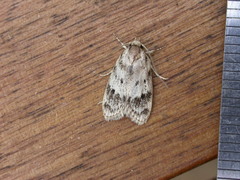 Oecophorinae