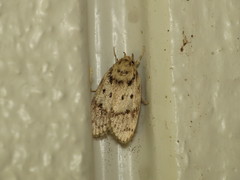 Oecophorinae