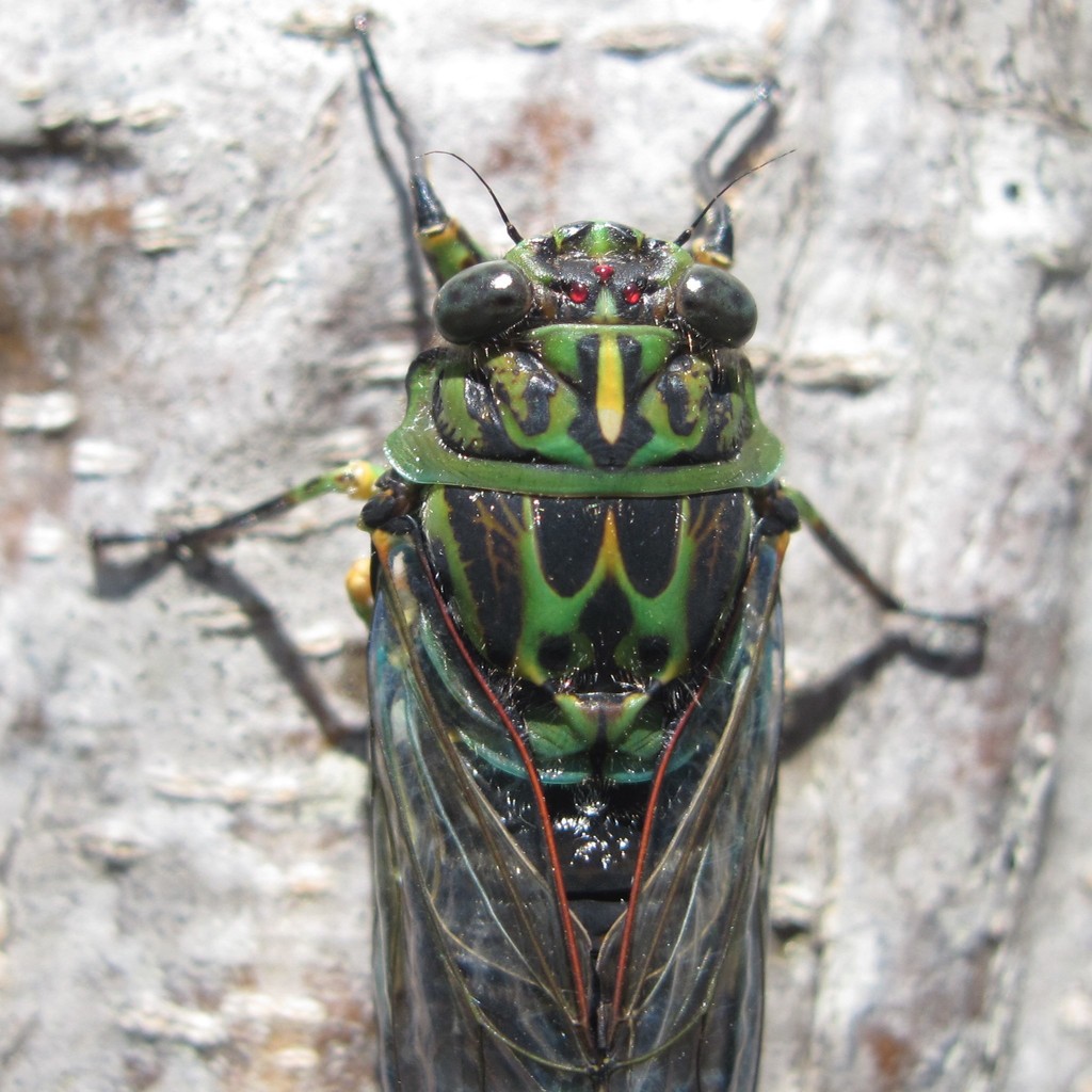 Chorus Cicada