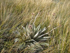 Celmisia semicordata aurigans