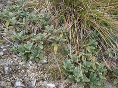 Brachyglottis revoluta