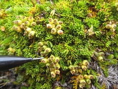 Anisotome imbricata prostrata