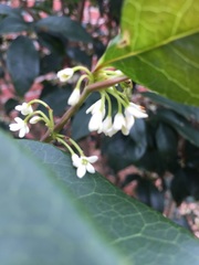 Osmanthus