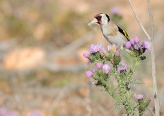 Carduelis carduelis