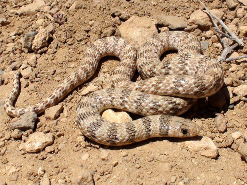 Photo of a Crowned Dwarf Racer (Eirenis coronella)