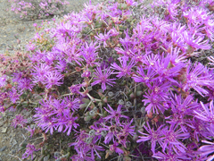 Ruschia centrocapsula