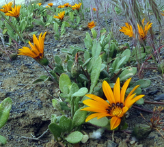 Gazania heterochaeta