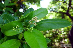 Cinnamomum porphyrium