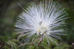 Calliandra haematocephala haematocephala