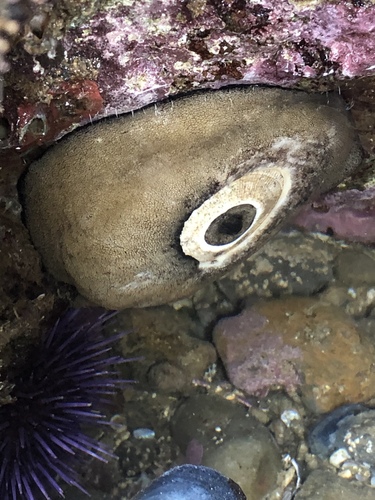 Giant Keyhole Limpet