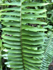 Nephrolepis cordifolia