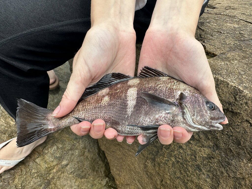 Black Croaker from Dana Point, CA on August 3, 2023 at 12:36 PM by ...