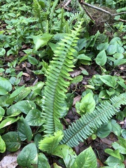 Nephrolepis cordifolia