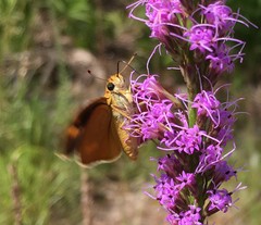 Hesperia meskei straton