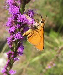 Hesperia meskei straton