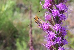 Hesperia meskei straton