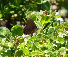 Callophrys augustinus iroides