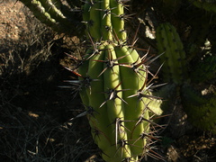 Myrtillocactus cochal