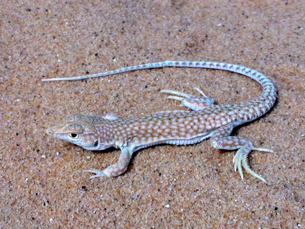 Hardy's Fringe-Fingered Lizard