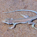 Acanthodactylus hardyi - Photo (c) Thomas Bader, algunos derechos reservados (CC BY-NC), subido por Thomas Bader