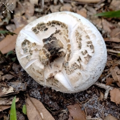 Amanita mutabilis image