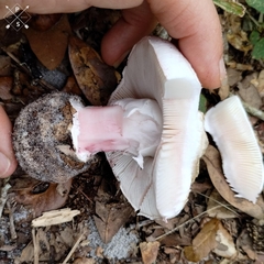 Amanita mutabilis image