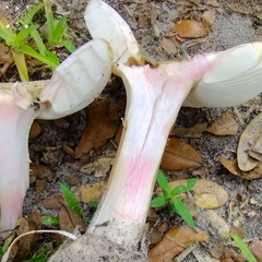 Amanita mutabilis image