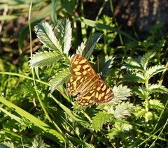 Oreixenica kershawi
