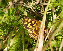 Oreixenica kershawi