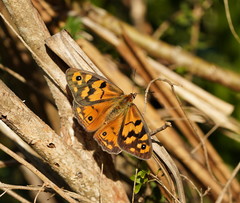 Heteronympha penelope