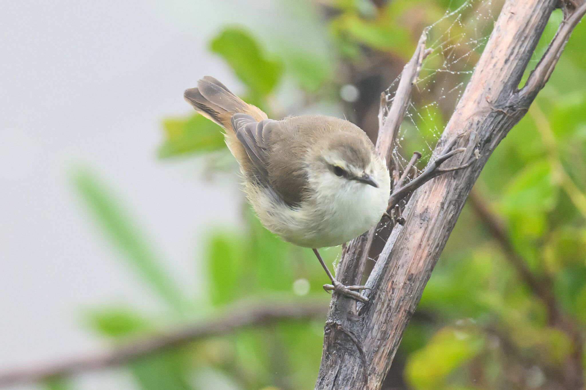 Chatham Islands Gerygone (Gerygone albofrontata), photo 5