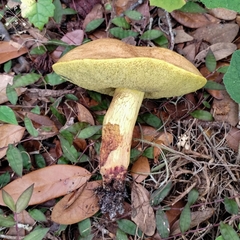 Boletus luridellus image
