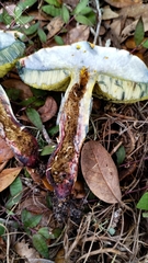 Boletus luridellus image