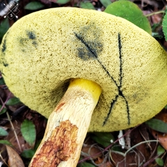Boletus luridellus image