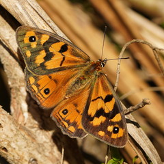 Heteronympha penelope