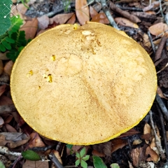 Media resource of Boletus luridellus