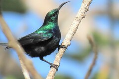 Violet-Breasted Sunbird photo 2