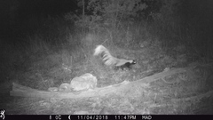 Mephitis macroura milleri