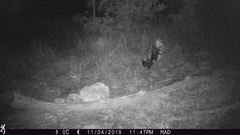 Mephitis macroura milleri