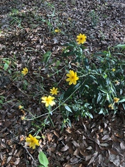 Heliopsis
