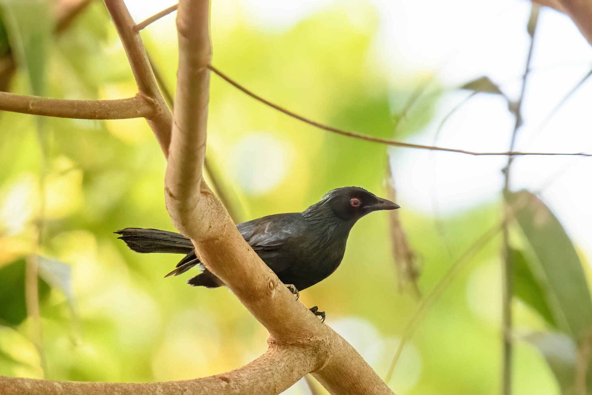 Trumpet Manucode (Phonygammus keraudrenii), photo 4