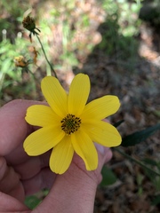 Heliopsis