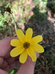 Heliopsis